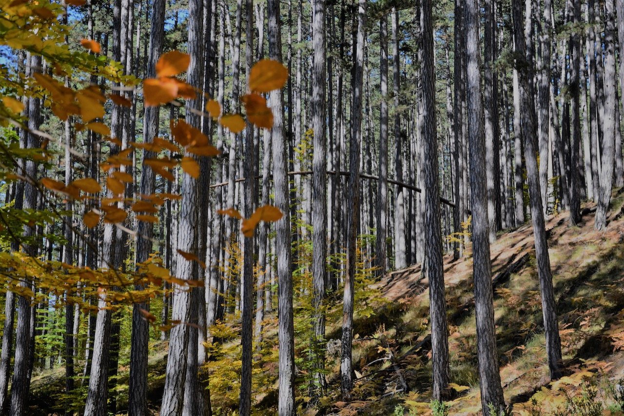 Vovousa / Valia Calda / North Pindos