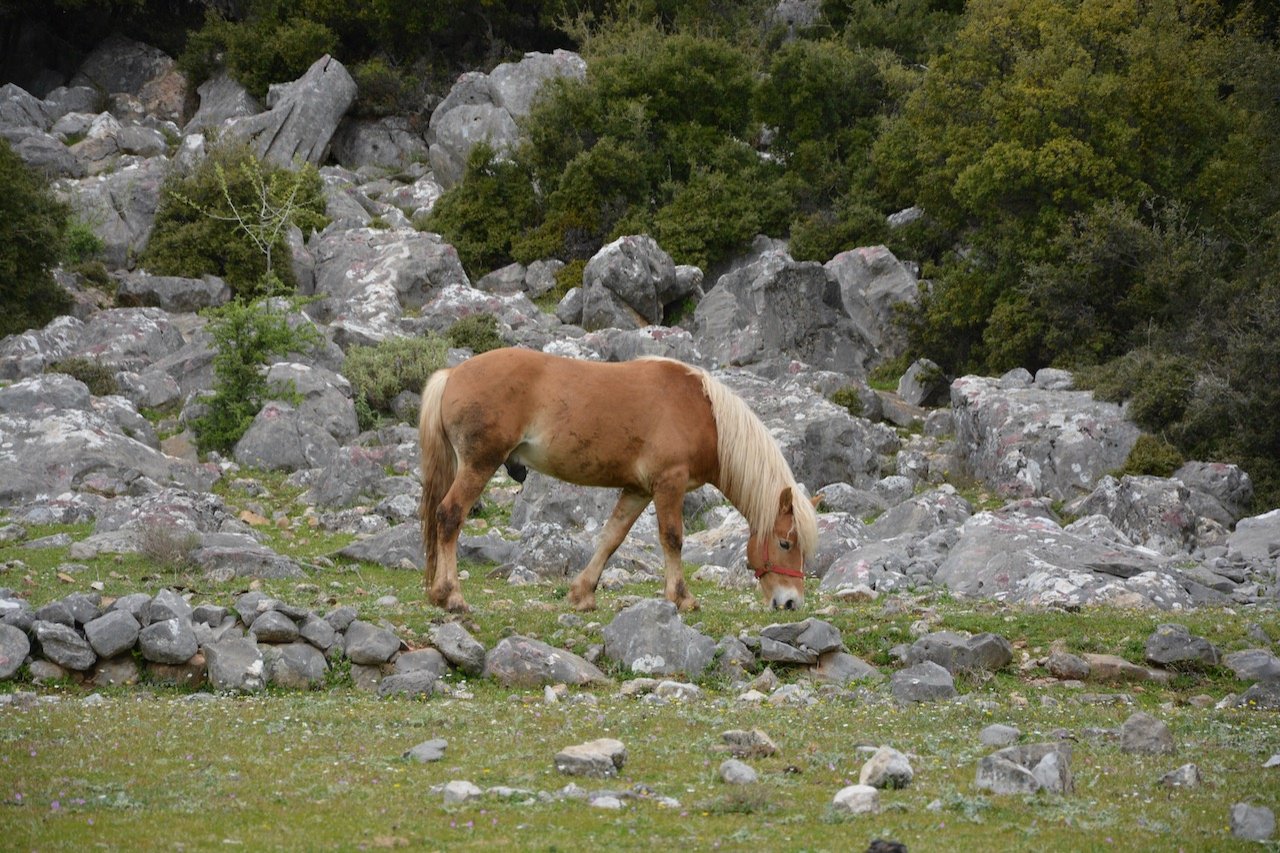 Σύνθεση & καταγραφή μονοπατιών της ενιαίας διαδρομής διάσχισης Άμφισσα - Βίνιανη - Ρεκά - κτφ Γκιώνας - Συκιά 