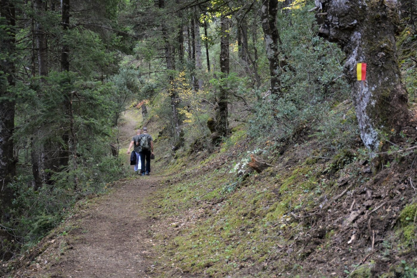 N.E. Vardousia / Opening the lost Mousounitsa - Sikia forest path / Pindus trail