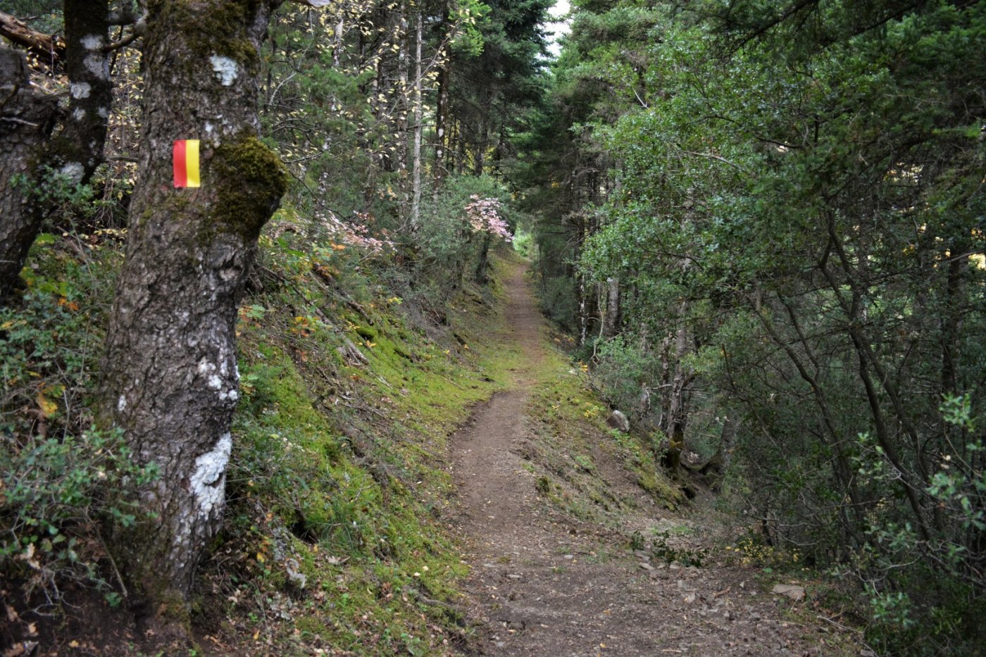 N.E. Vardousia / Opening the lost Mousounitsa - Sikia forest path / Pindus trail