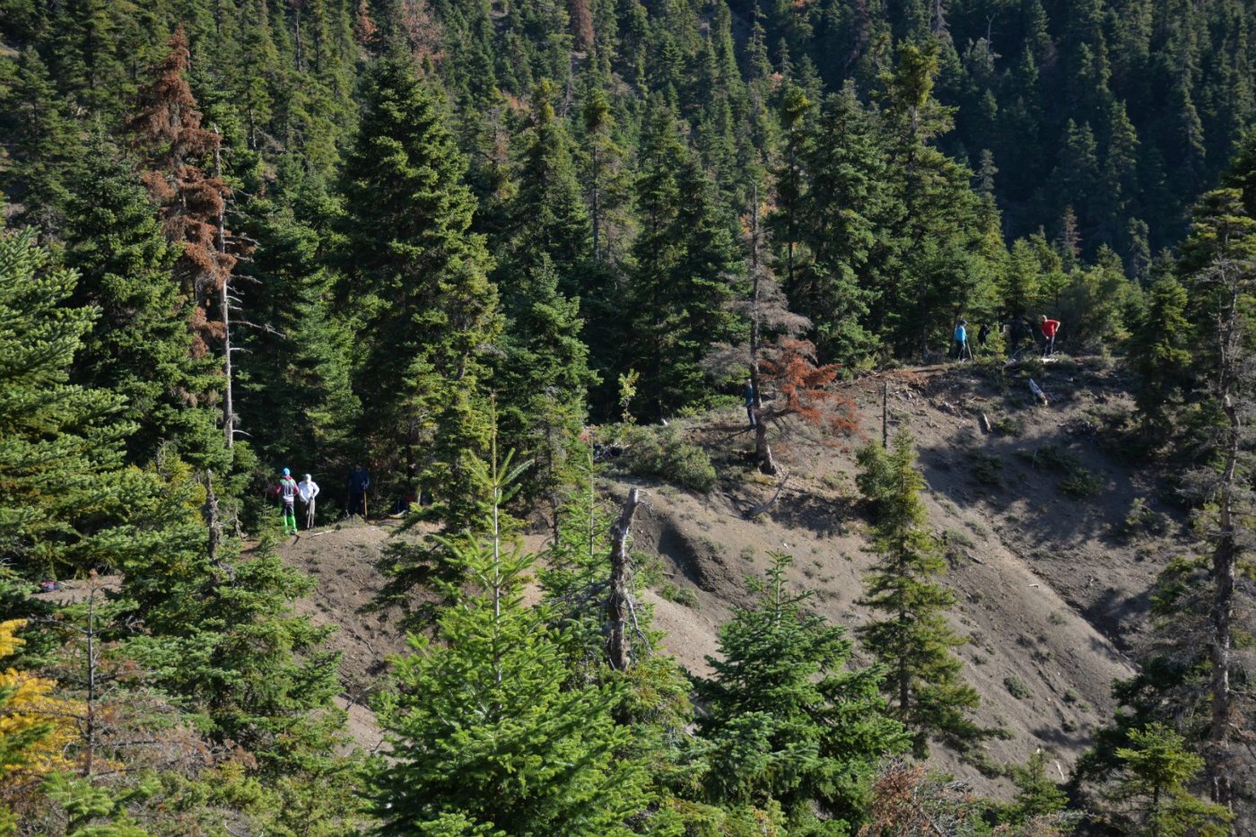 N.E. Vardousia / Opening the old Ath. Diakos - Mousounitsa forest path / Pindus trail