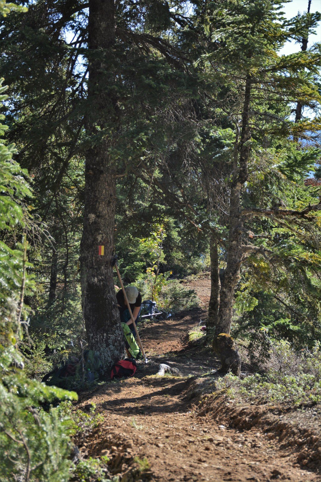 N.E. Vardousia / Opening the old Ath. Diakos - Mousounitsa forest path / Pindus trail