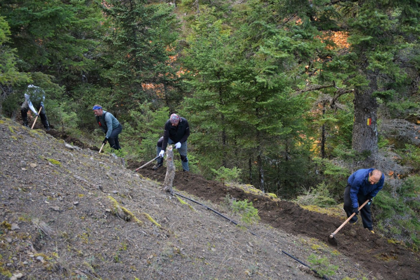 N.E. Vardousia / Opening the old Ath. Diakos - Mousounitsa forest path / Pindus trail