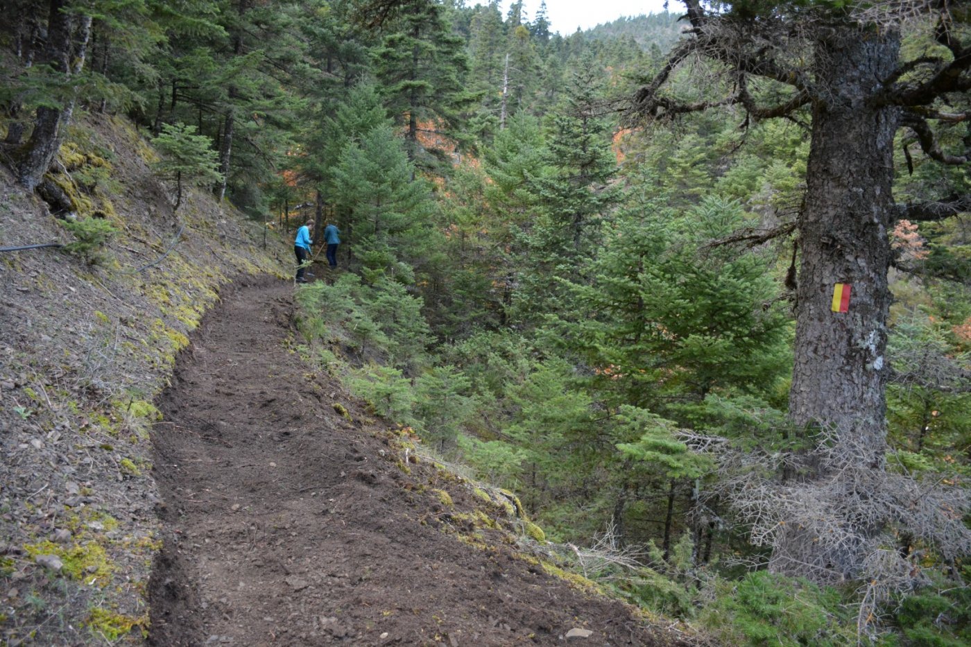 N.E. Vardousia / Opening the old Ath. Diakos - Mousounitsa forest path / Pindus trail