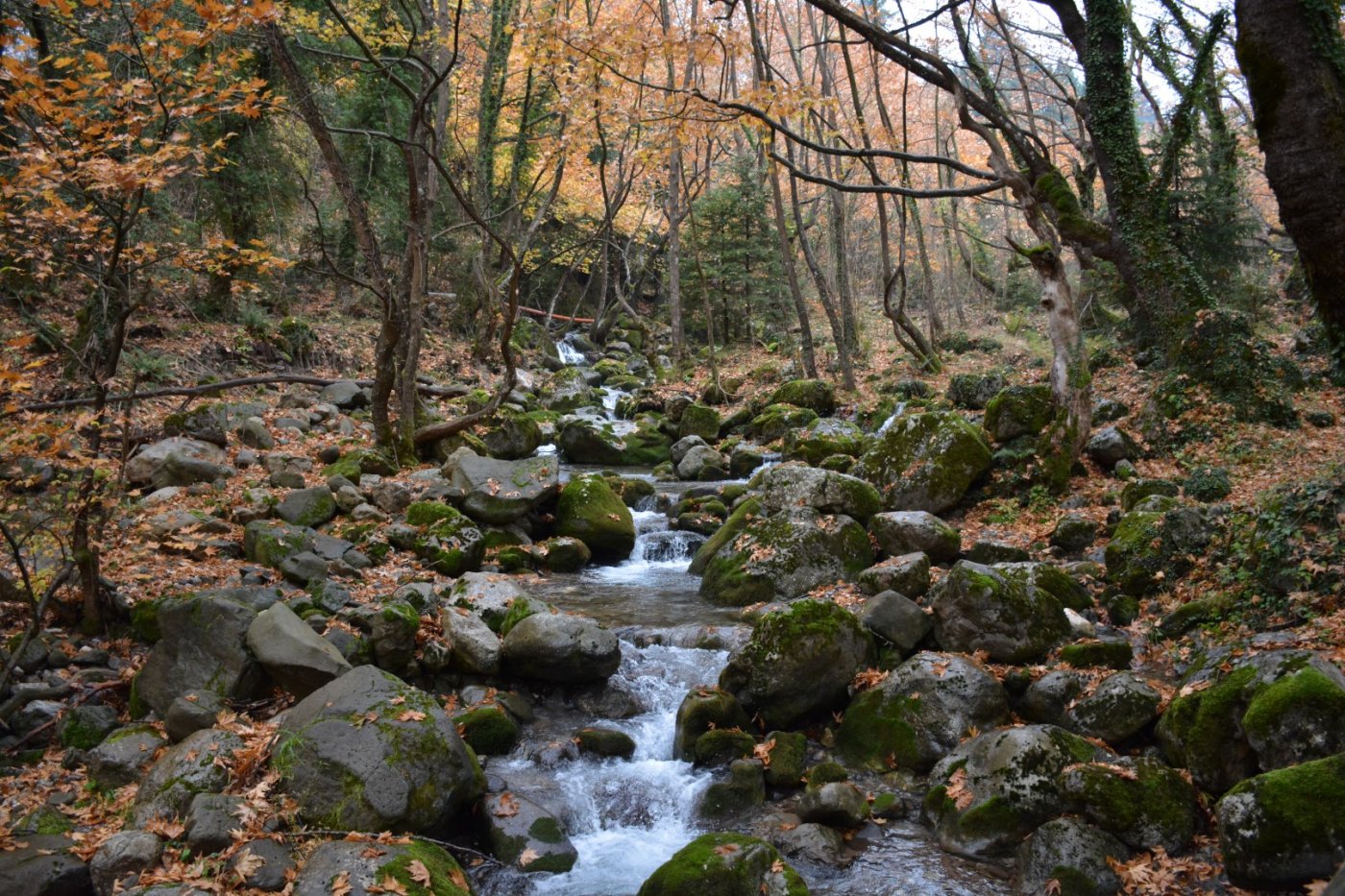 N.E. Vardousia / Opening the old Ath. Diakos - Mousounitsa forest path / Pindus trail