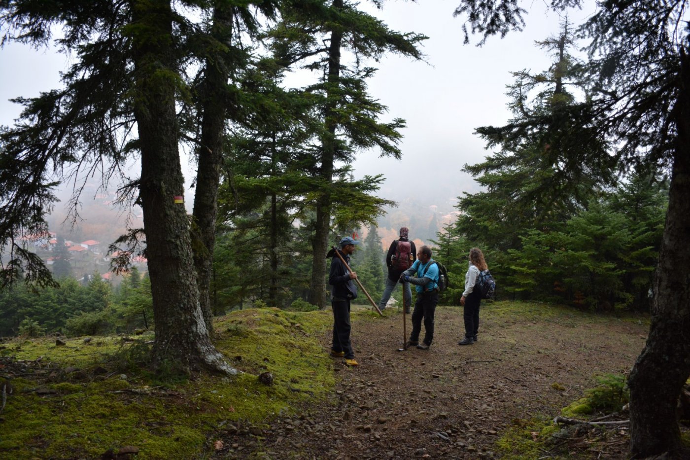 N.E. Vardousia / Opening the old Ath. Diakos - Mousounitsa forest path / Pindus trail