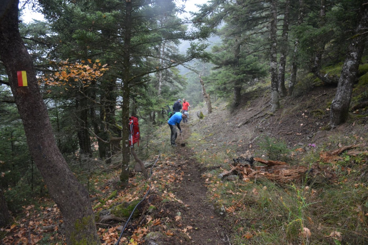 N.E. Vardousia / Opening the old Ath. Diakos - Mousounitsa forest path / Pindus trail