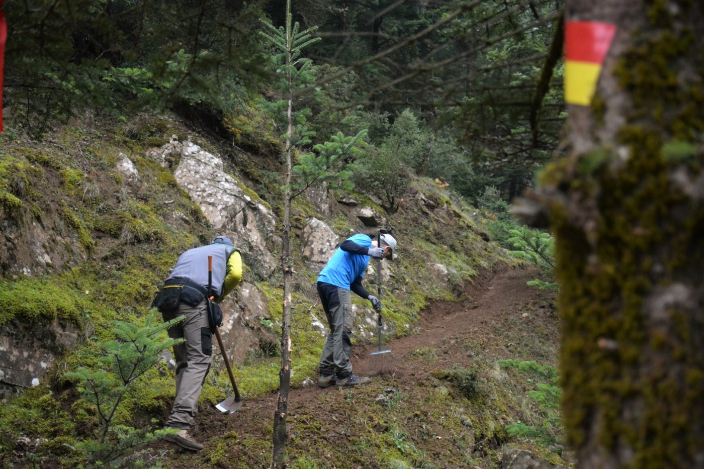 N.E. Vardousia / Opening the old Ath. Diakos - Mousounitsa forest path / Pindus trail