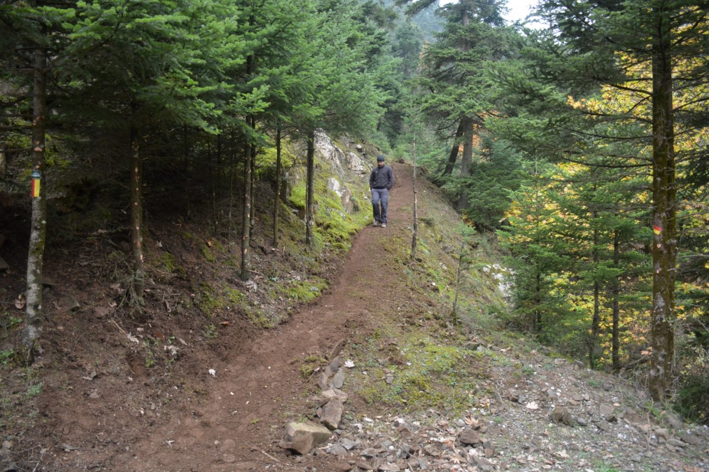 N.E. Vardousia / Opening the old Ath. Diakos - Mousounitsa forest path / Pindus trail