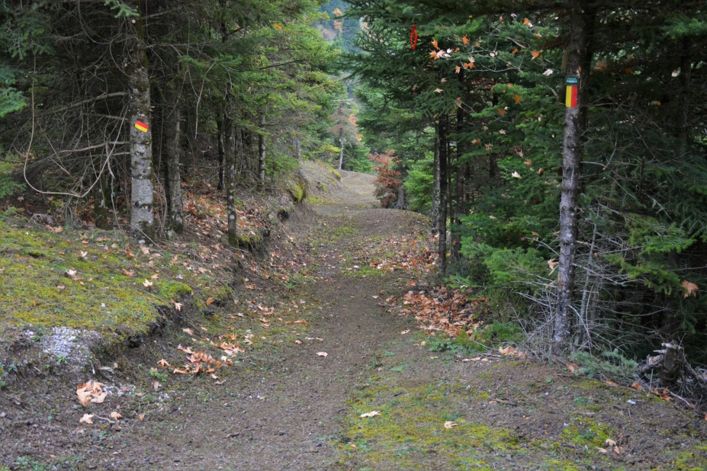 N.E. Vardousia / Opening the old Ath. Diakos - Mousounitsa forest path / Pindus trail