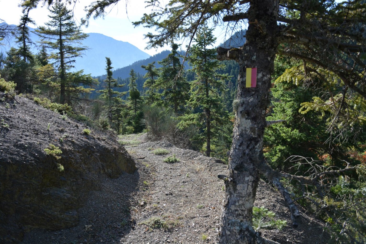 N.E. Vardousia / Opening the old Ath. Diakos - Mousounitsa forest path / Pindus trail