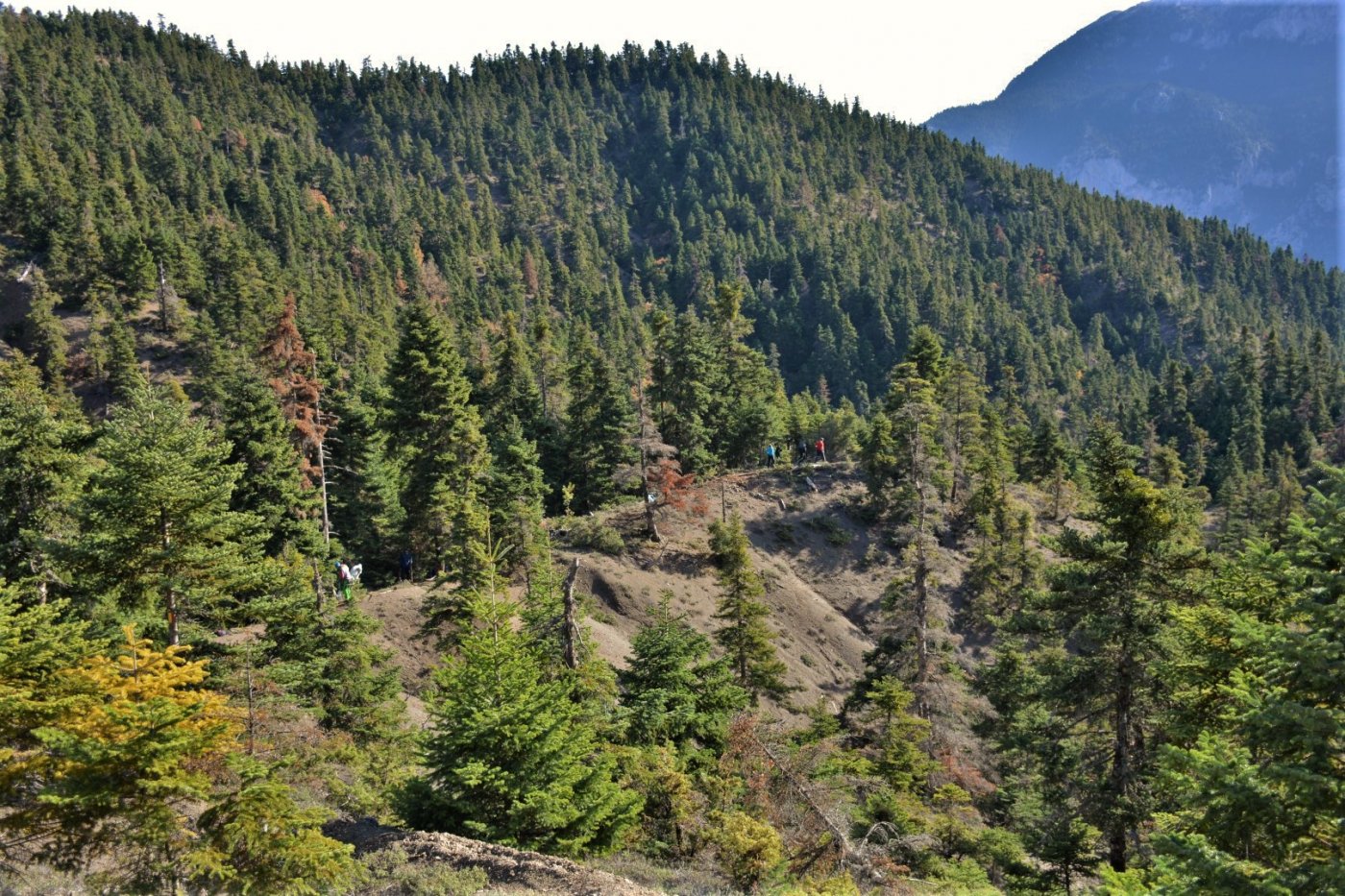 N.E. Vardousia / Opening the old Ath. Diakos - Mousounitsa forest path / Pindus trail