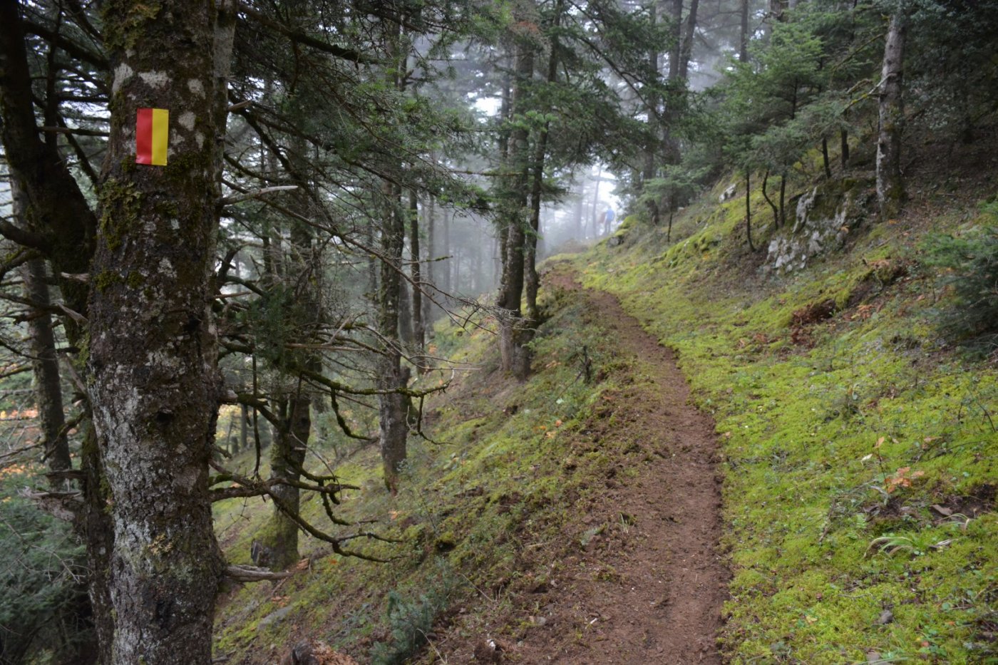 N.E. Vardousia / Opening the old Ath. Diakos - Mousounitsa forest path / Pindus trail