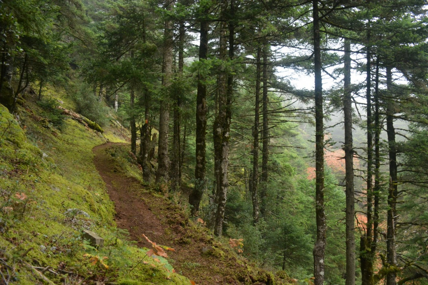 N.E. Vardousia / Opening the old Ath. Diakos - Mousounitsa forest path / Pindus trail