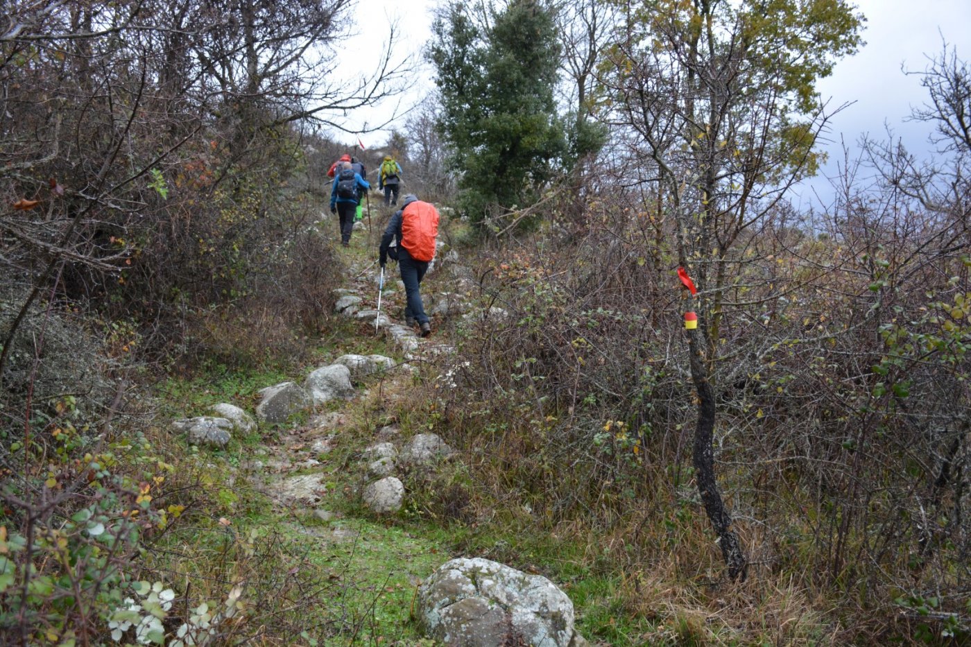 W. Vardousia mt / opening the old Artotina - Lakkos forest path / Pindus trail 