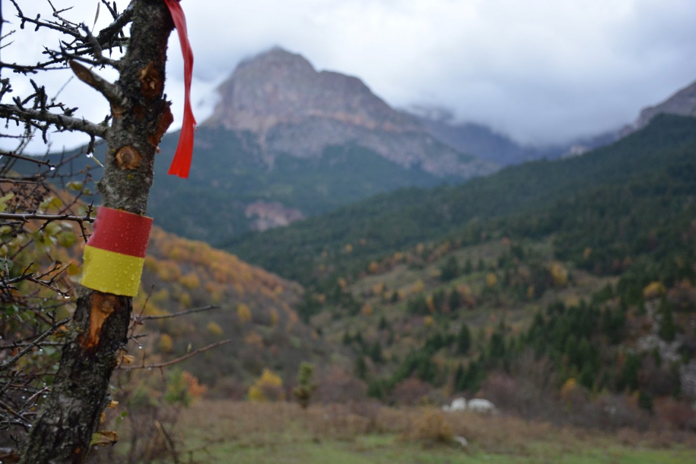 W. Vardousia mt / opening the old Artotina - Lakkos forest path / Pindus trail 