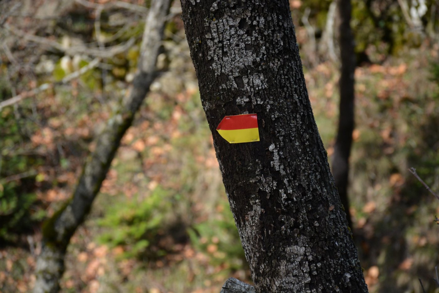 W. Vardousia mt / opening the old Artotina - Lakkos forest path / Pindus trail 