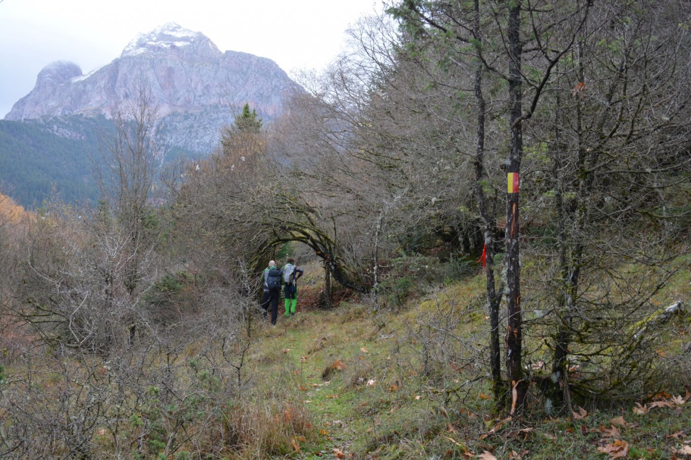 W. Vardousia mt / opening the old Artotina - Lakkos forest path / Pindus trail 