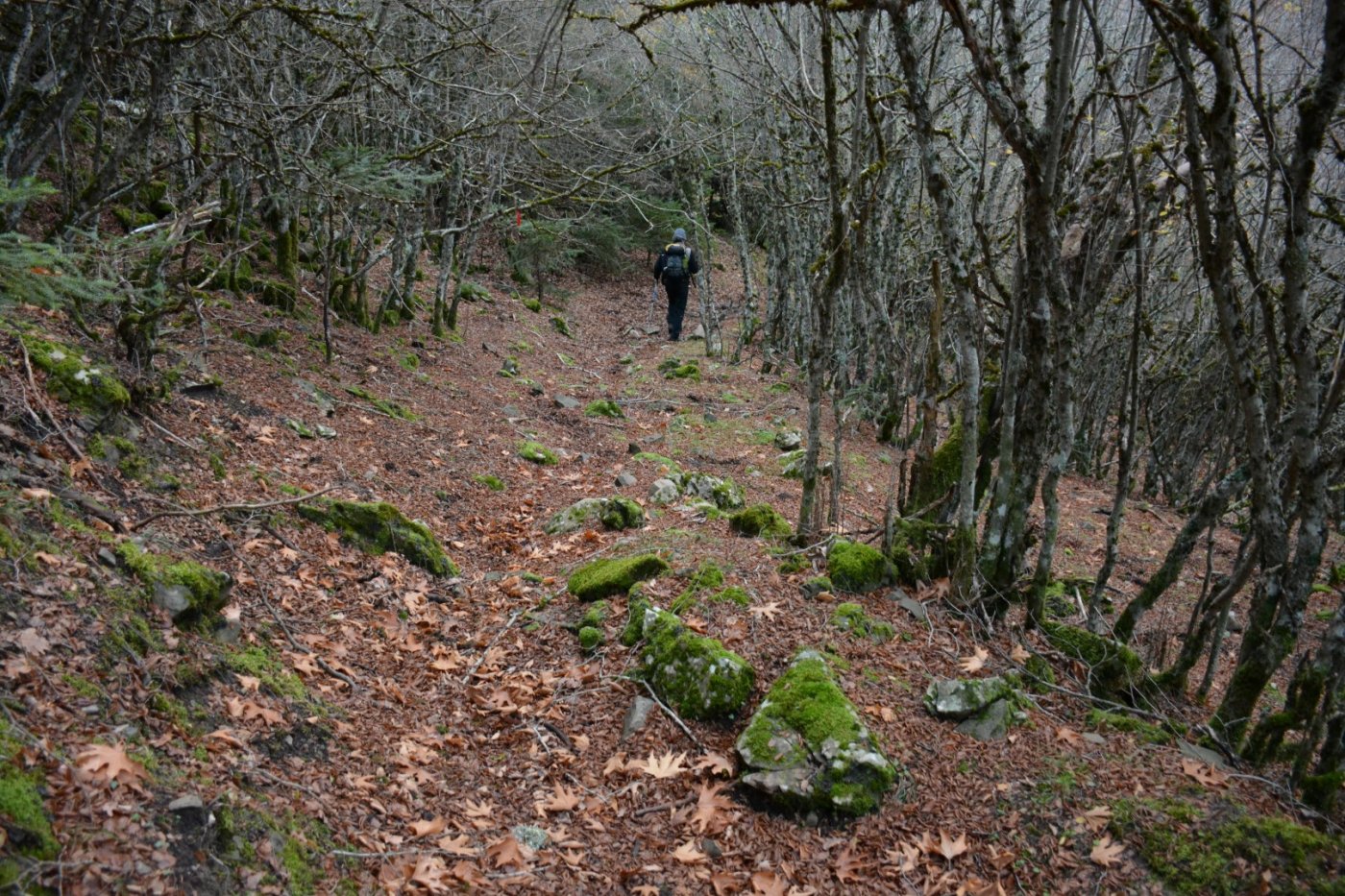 W. Vardousia mt / opening the old Artotina - Lakkos forest path / Pindus trail 