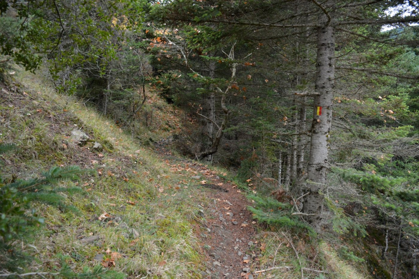 W. Vardousia mt / opening the old Artotina - Lakkos forest path / Pindus trail 