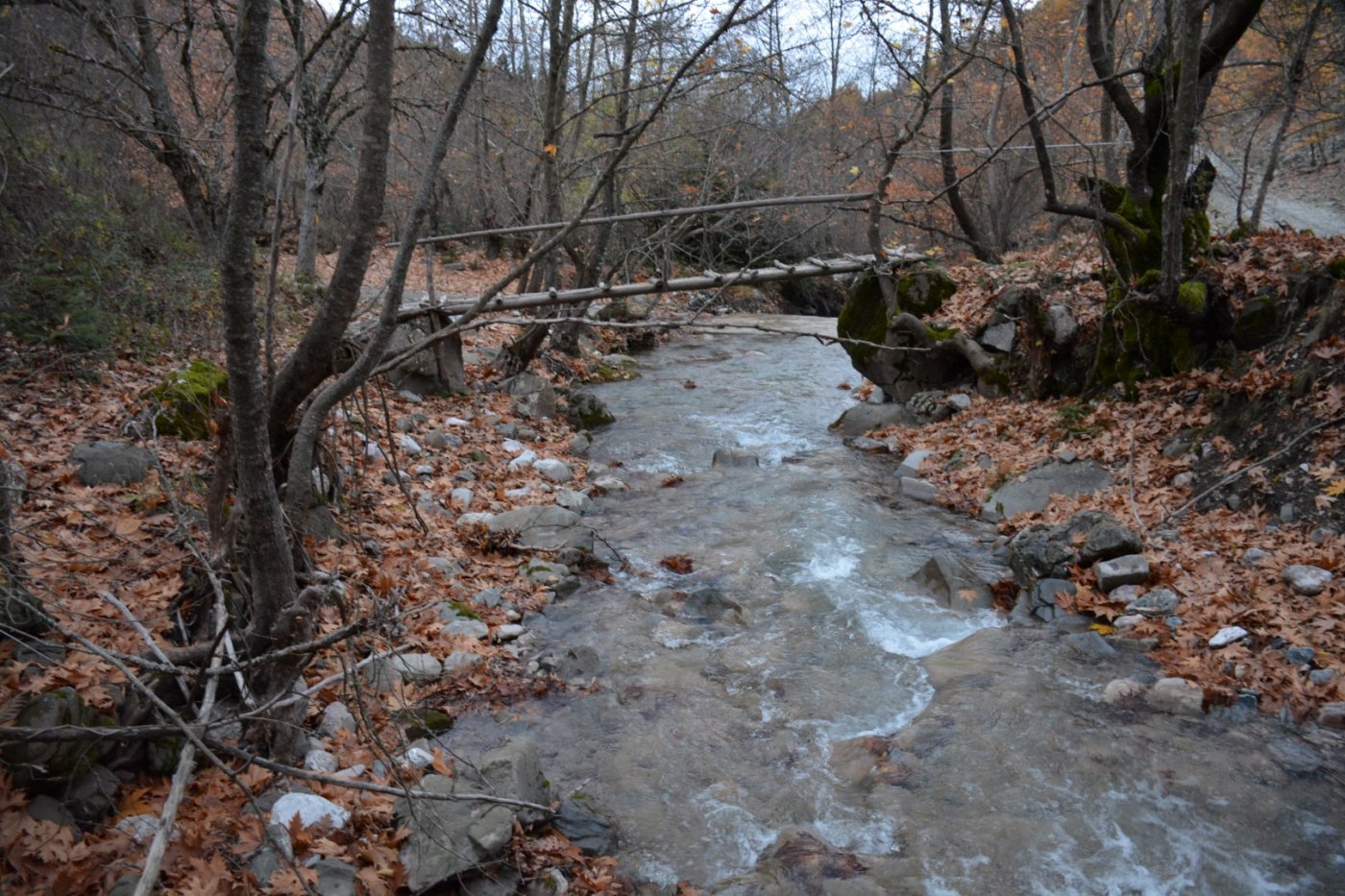 W. Vardousia mt / opening the old Artotina - Lakkos forest path / Pindus trail 