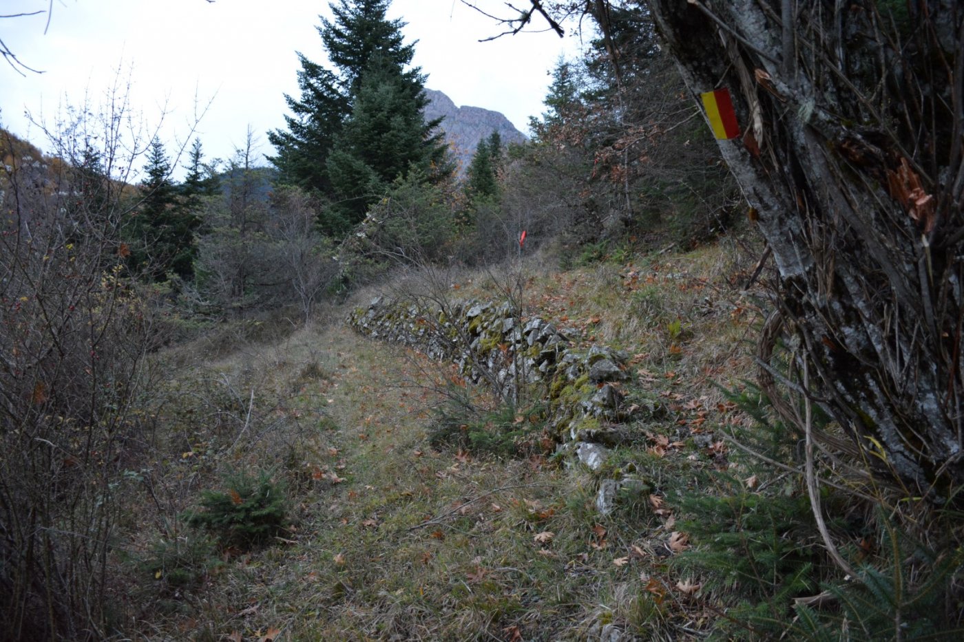 W. Vardousia mt / opening the old Artotina - Lakkos forest path / Pindus trail 