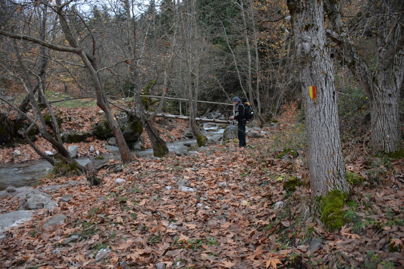 W. Vardousia mt / opening the old Artotina - Lakkos forest path / Pindus trail 