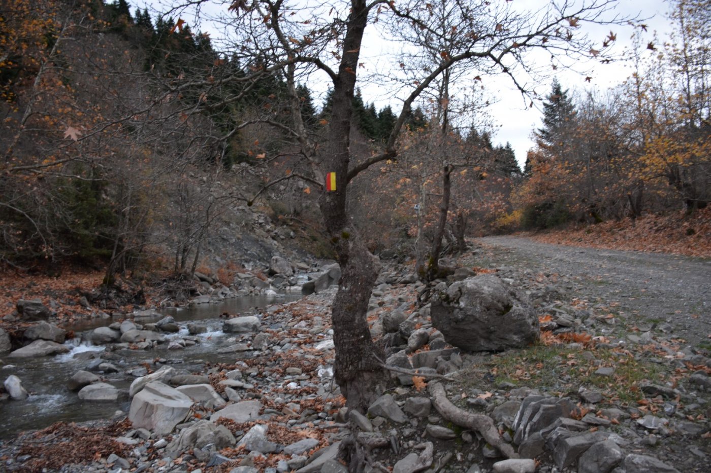 W. Vardousia mt / opening the old Artotina - Lakkos forest path / Pindus trail 