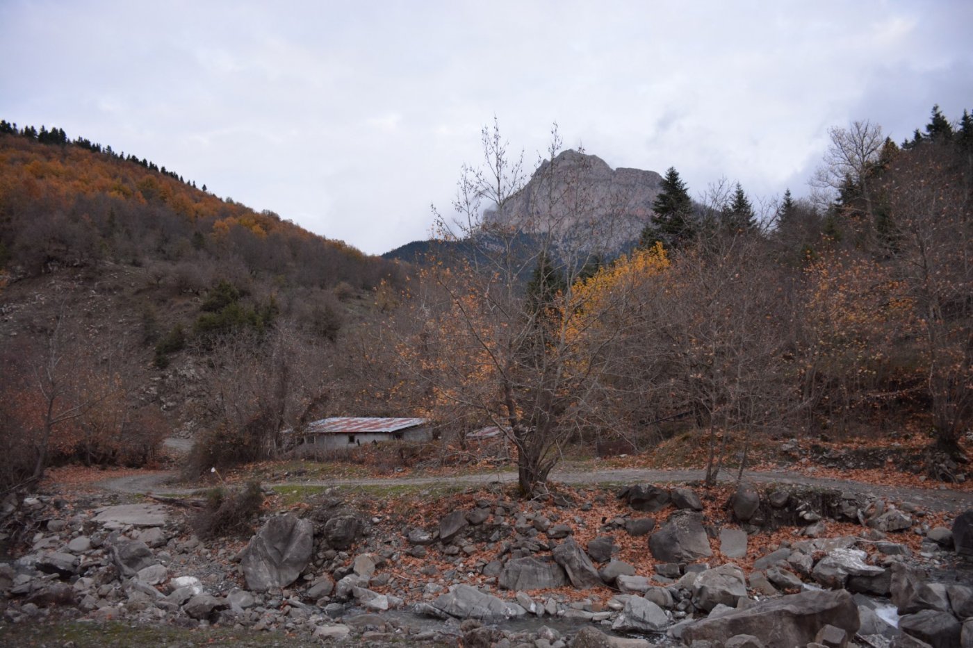 W. Vardousia mt / opening the old Artotina - Lakkos forest path / Pindus trail 