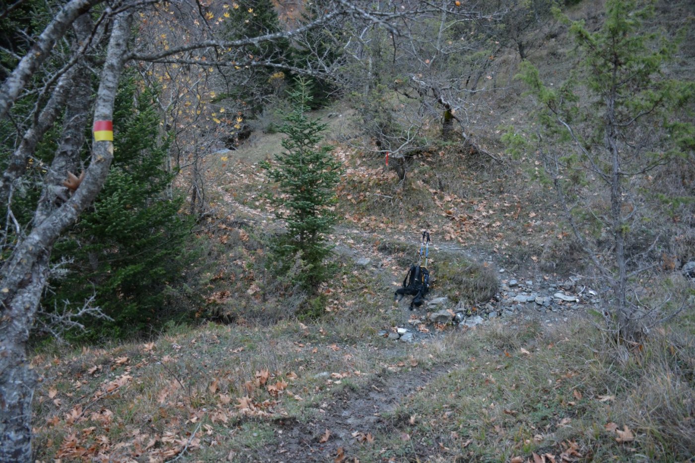 W. Vardousia mt / opening the old Artotina - Lakkos forest path / Pindus trail 