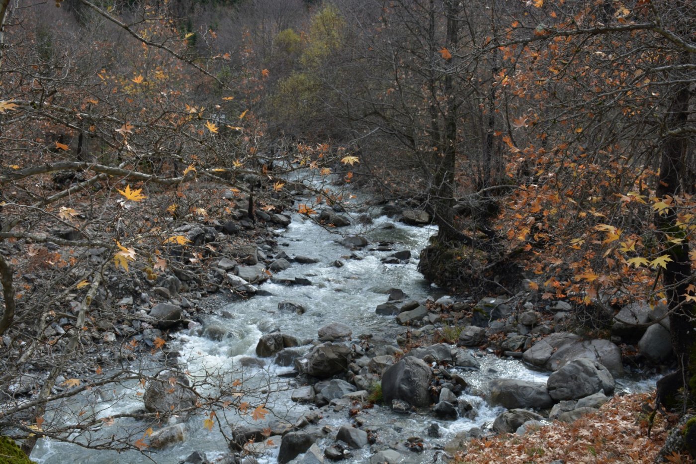 W. Vardousia mt / opening the old Artotina - Lakkos forest path / Pindus trail 