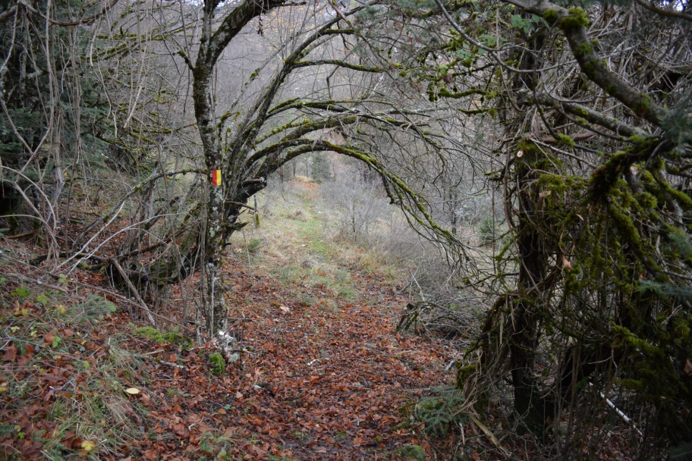 W. Vardousia mt / opening the old Artotina - Lakkos forest path / Pindus trail 