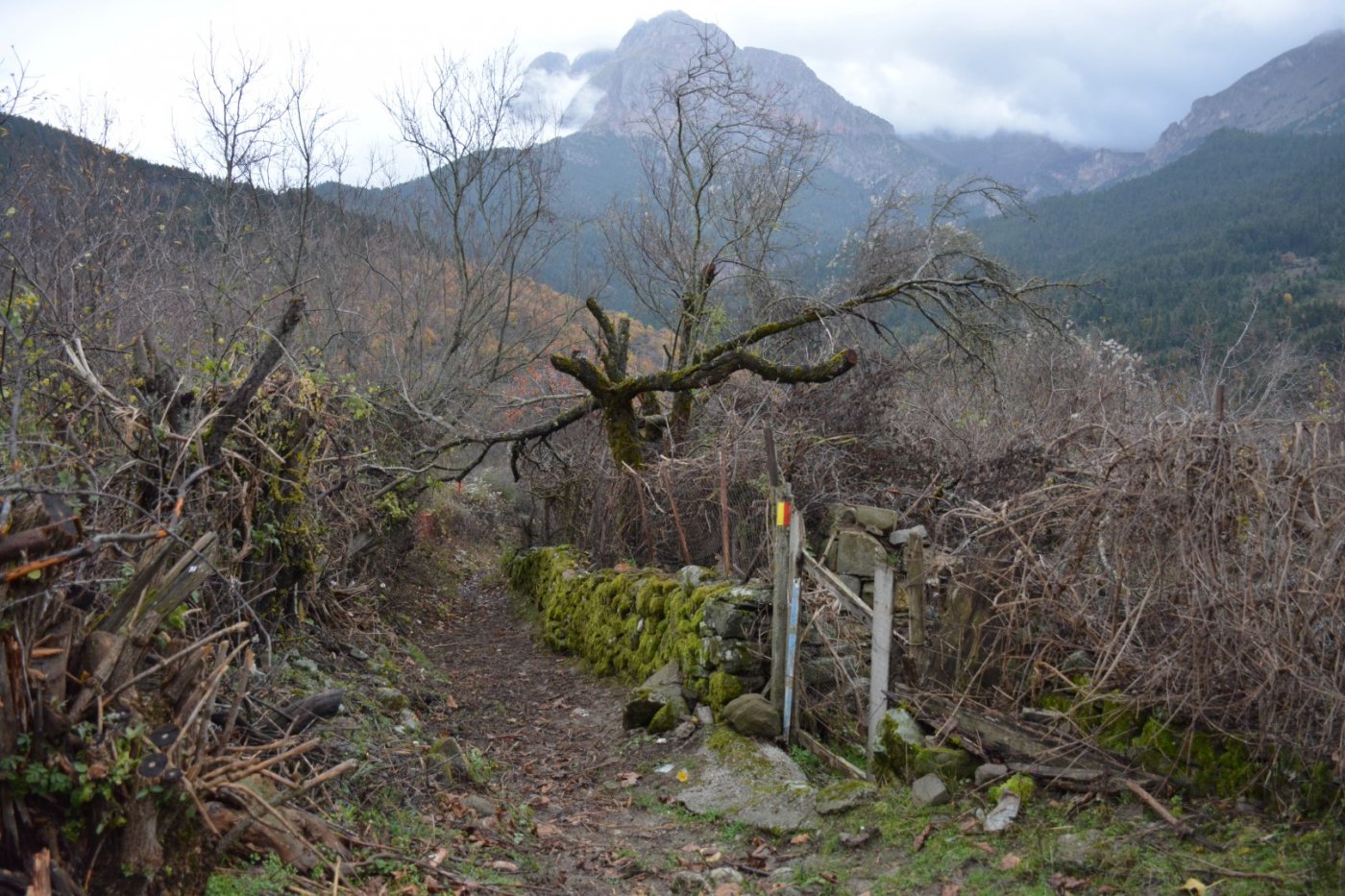 W. Vardousia mt / opening the old Artotina - Lakkos forest path / Pindus trail 