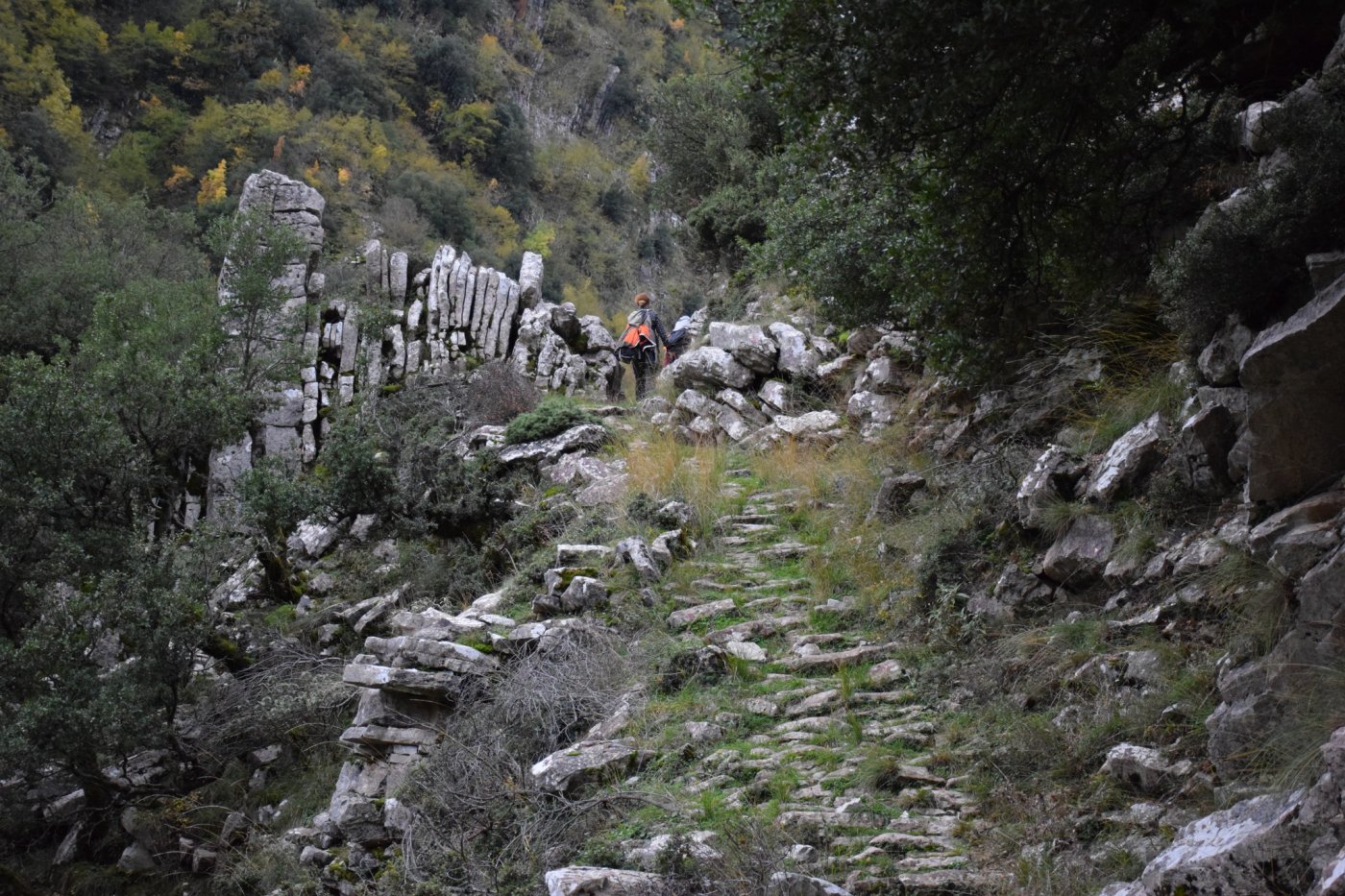 Documentation work for the forestry study and marking of the Marathos - Karvasara section in Agrafa.