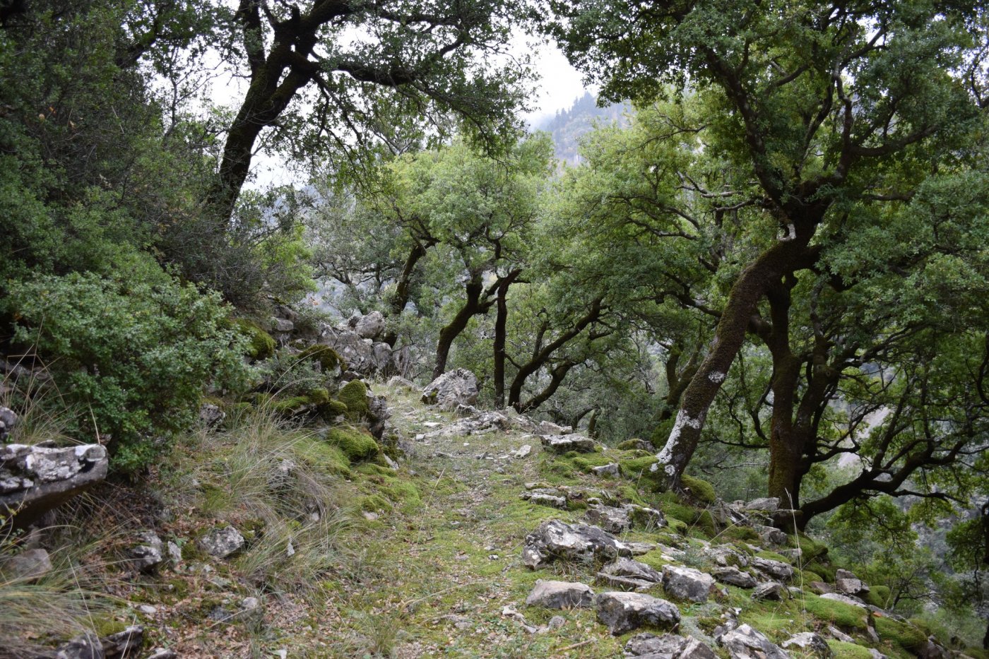 Αποτύπωση για την εκπόνηση της μελέτης και προσήμανση στο τμήμα Μάραθος - Καρβασαράς των Αγράφων.