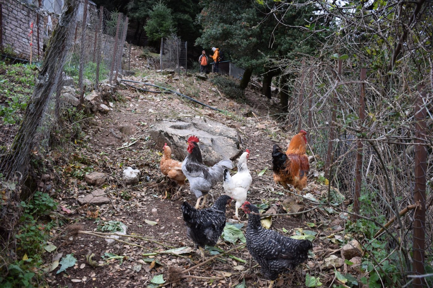 Αποτύπωση για την εκπόνηση της μελέτης και προσήμανση στο τμήμα Μάραθος - Καρβασαράς των Αγράφων.