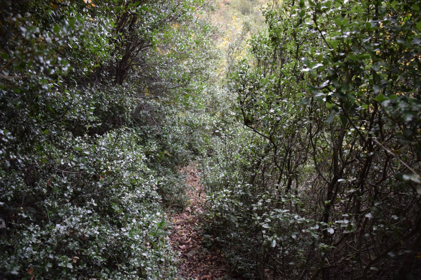 Documentation work for the forestry study and marking of the Marathos - Karvasara section in Agrafa.