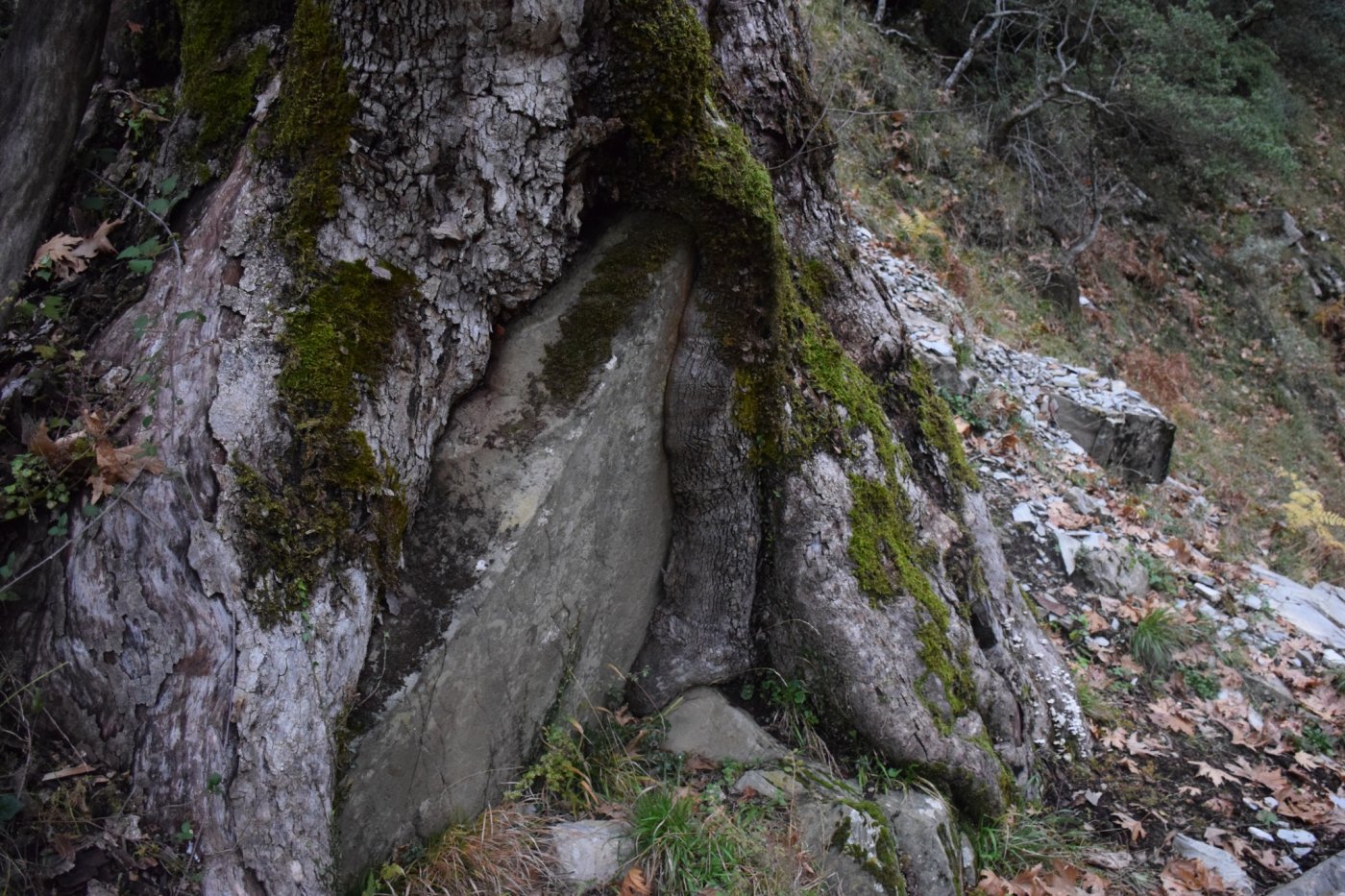 Documentation work for the forestry study and marking of the Marathos - Karvasara section in Agrafa.