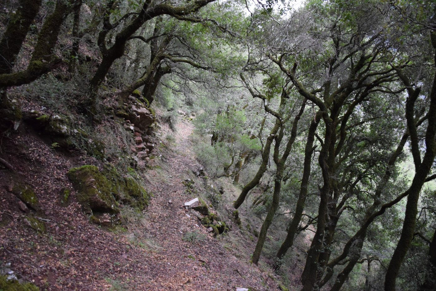 Documentation work for the forestry study and marking of the Marathos - Karvasara section in Agrafa.