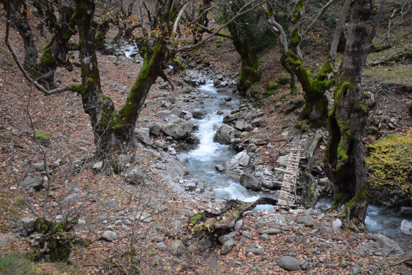 Documentation work for the forestry study and marking of the Marathos - Karvasara section in Agrafa.