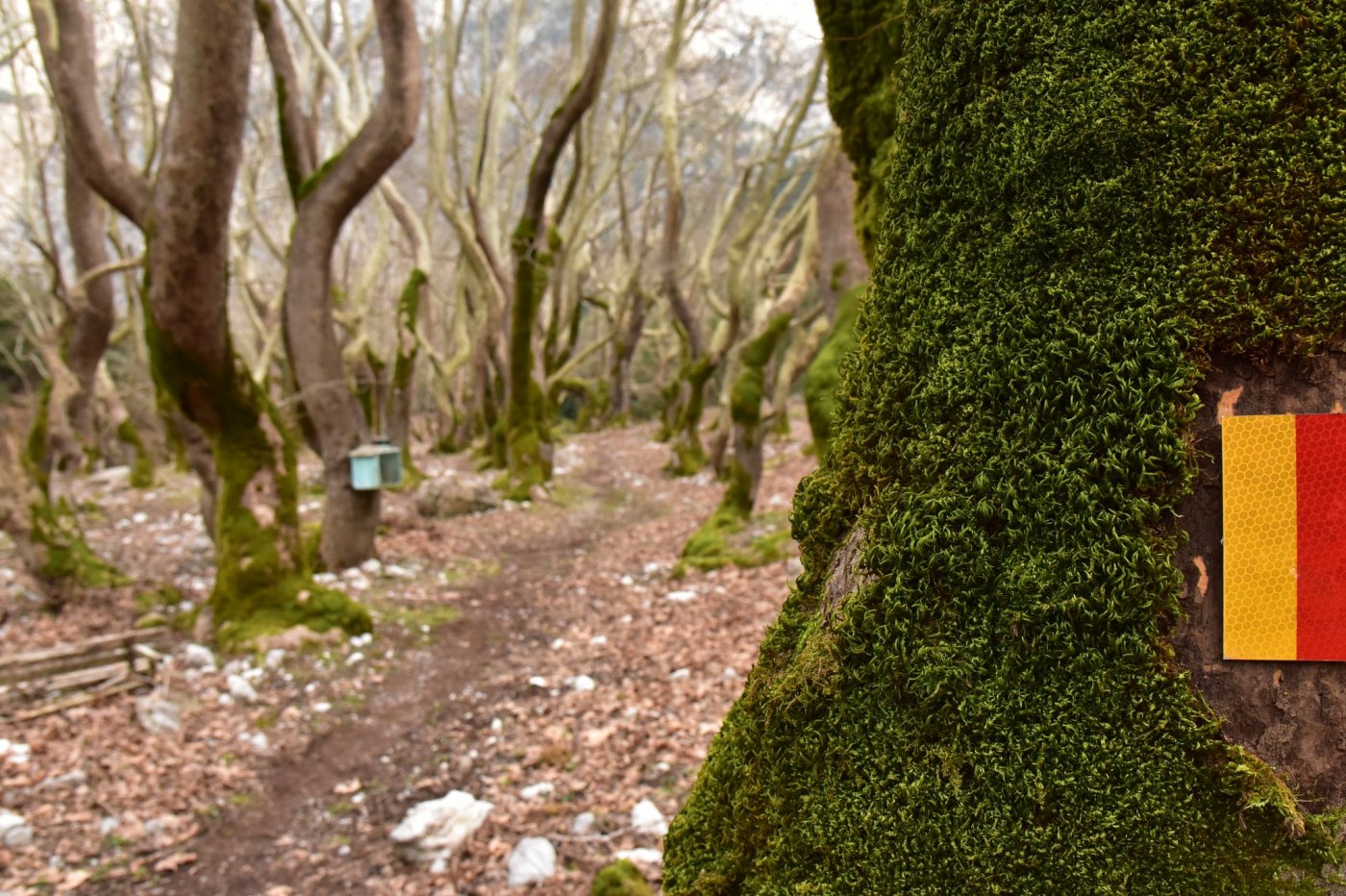 The signposting of the Sykia - Mornos path for the connection of Ghiona and Vardousia moyntains was completed.