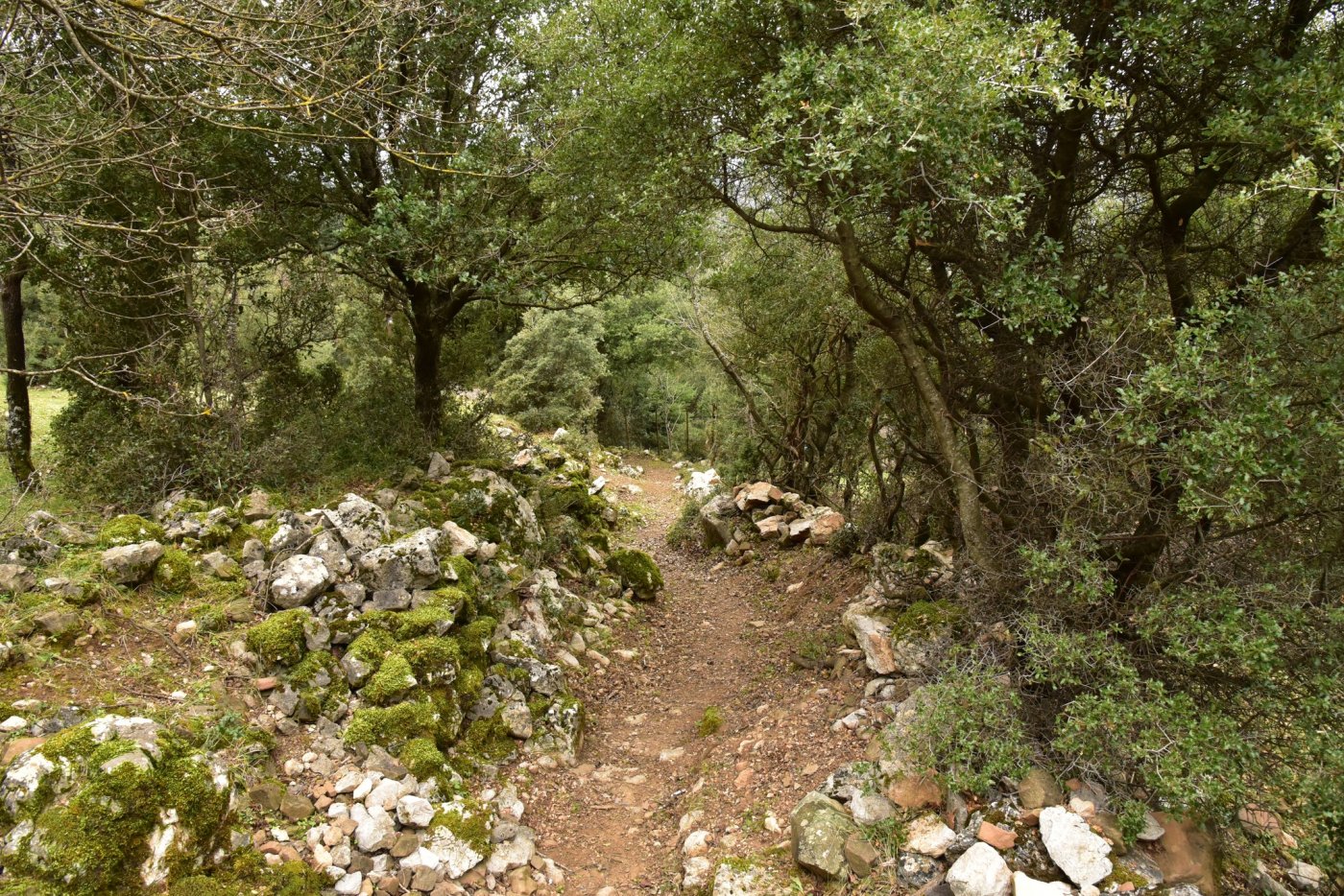 The signposting of the Sykia - Mornos path for the connection of Ghiona and Vardousia moyntains was completed.